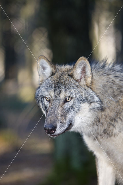 Grey Wolf (Canis lupus)