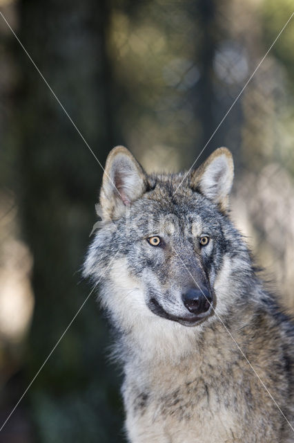 Grey Wolf (Canis lupus)