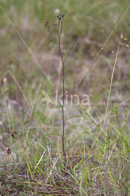 Zaagblad (Serratula tinctoria)