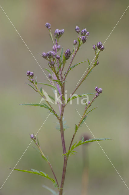 Zaagblad (Serratula tinctoria)