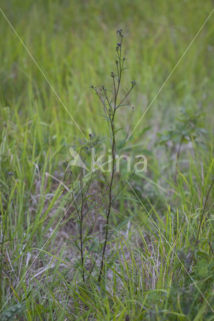 Zaagblad (Serratula tinctoria)