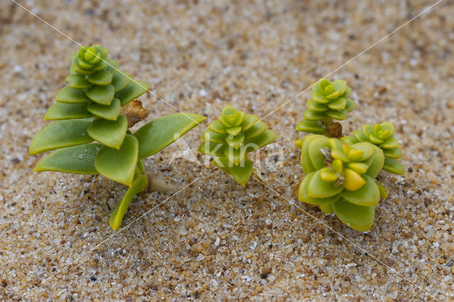 Zeepostelein (Honckenya peploides)