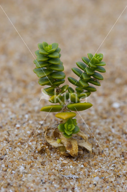 Zeepostelein (Honckenya peploides)