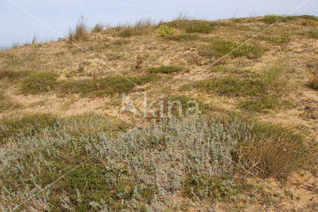 Zeerupsklaver (Medicago marina)