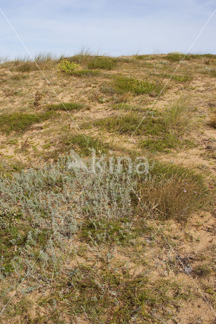 Zeerupsklaver (Medicago marina)