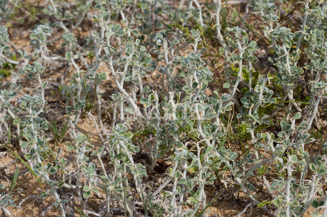 Zeerupsklaver (Medicago marina)