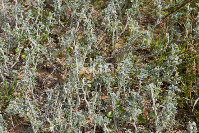 Zeerupsklaver (Medicago marina)