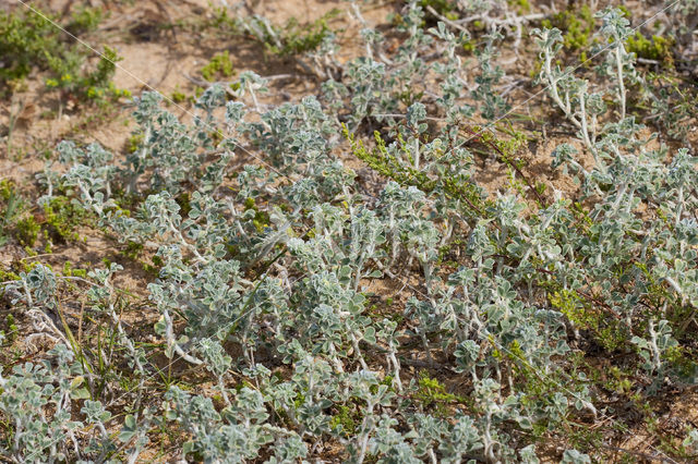 Zeerupsklaver (Medicago marina)