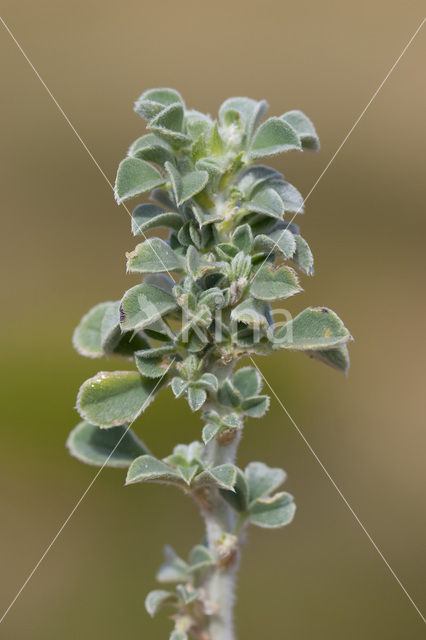 Zeerupsklaver (Medicago marina)