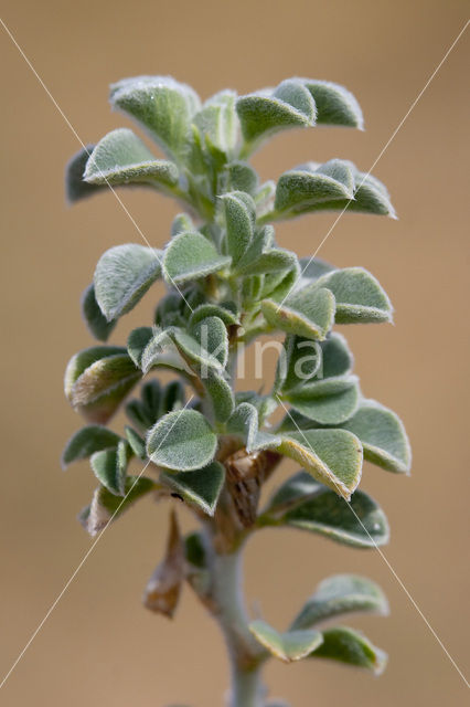 Zeerupsklaver (Medicago marina)