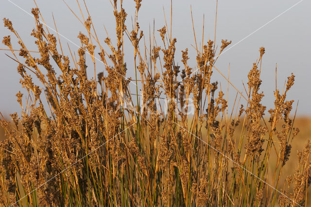 Zeerus (Juncus maritimus)