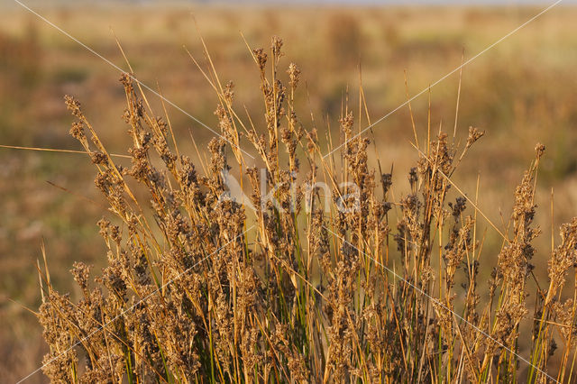 Zeerus (Juncus maritimus)