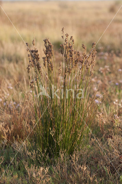 Zeerus (Juncus maritimus)