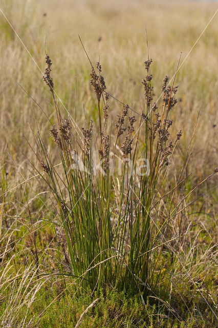 Zeerus (Juncus maritimus)