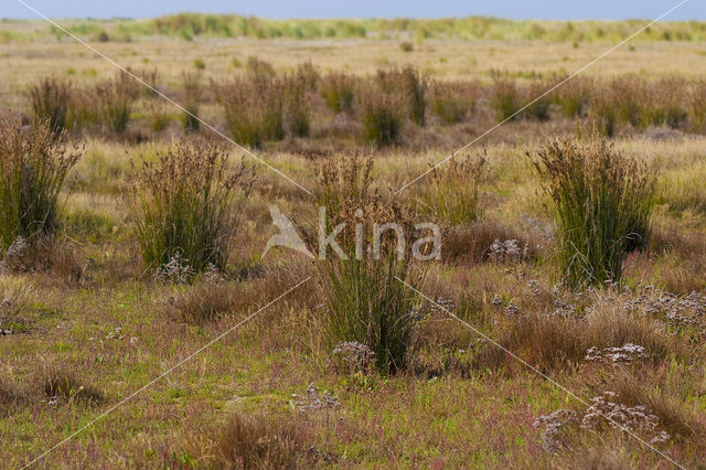 Zeerus (Juncus maritimus)