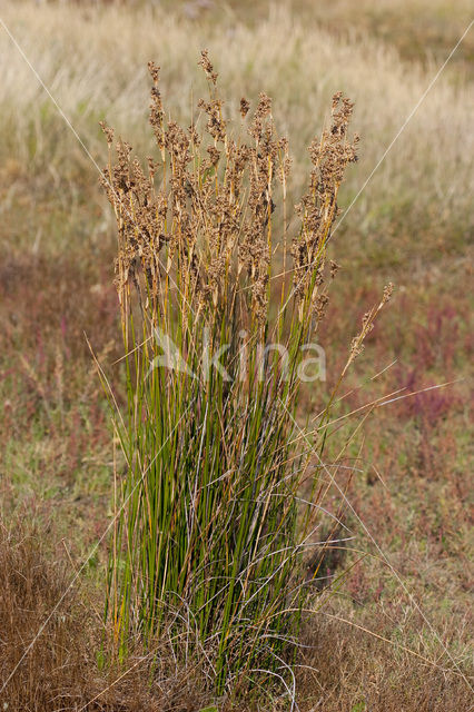 Zeerus (Juncus maritimus)