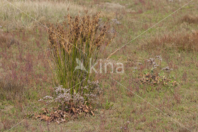 Zeerus (Juncus maritimus)