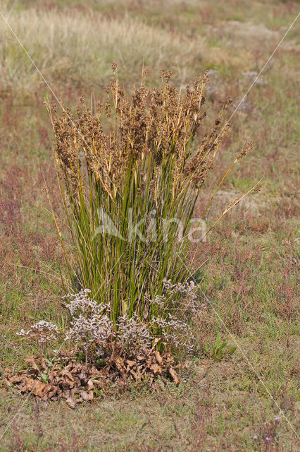 Zeerus (Juncus maritimus)