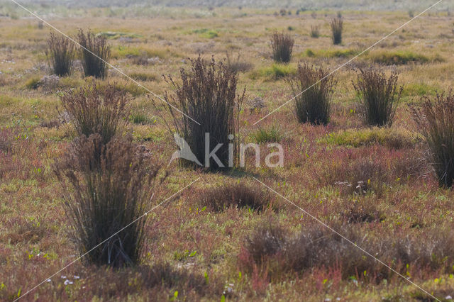 Zeerus (Juncus maritimus)