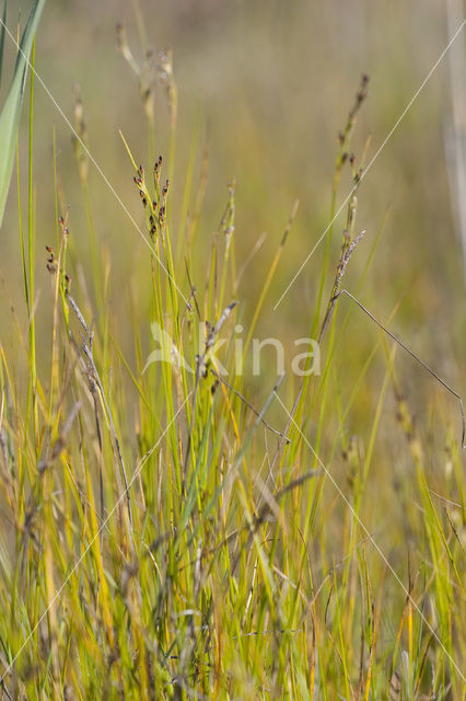 Zilte rus (Juncus gerardii)