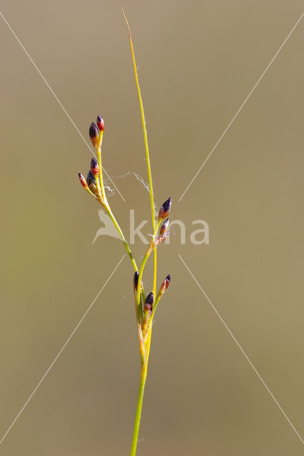 Zilte rus (Juncus gerardii)