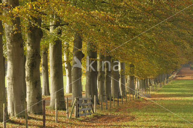 Beuk (Fagus sylvatica)