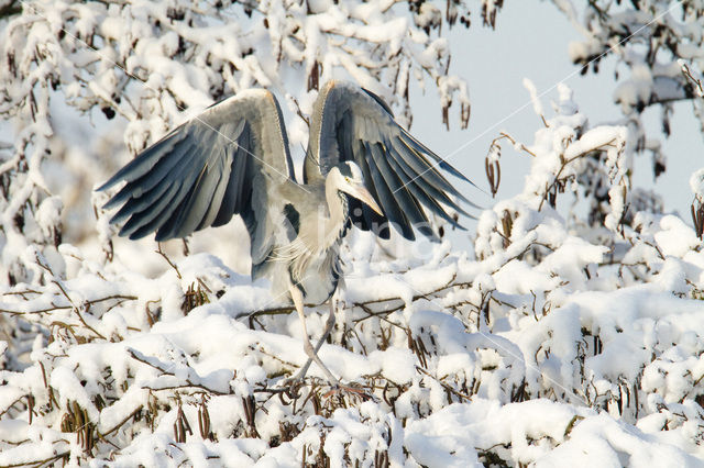 Blauwe Reiger (Ardea cinerea)