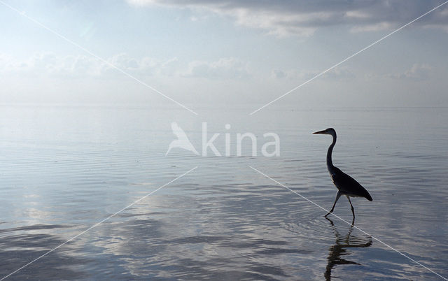 Blauwe Reiger (Ardea cinerea)