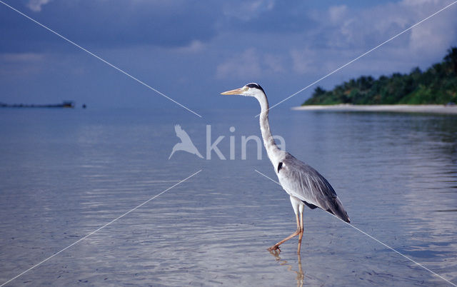 Grey Heron (Ardea cinerea)