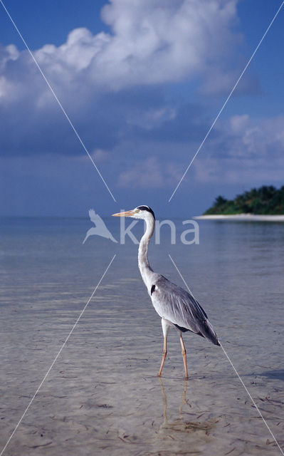 Blauwe Reiger (Ardea cinerea)