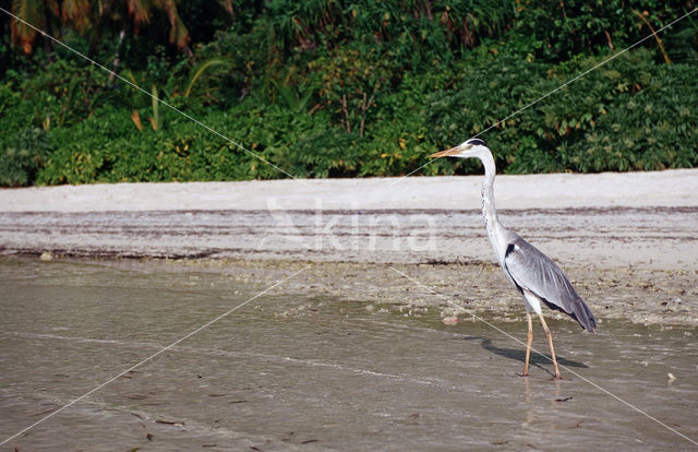 Blauwe Reiger (Ardea cinerea)