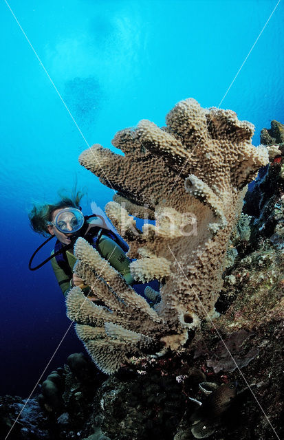 Bonaire National Marine Park