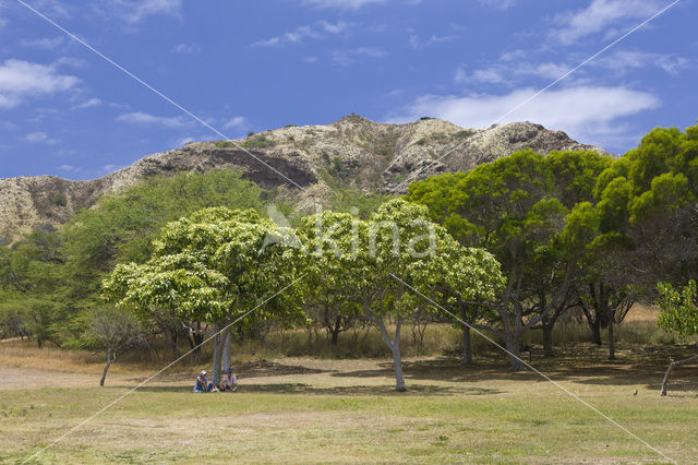 Diamond Head Volcanic Crater