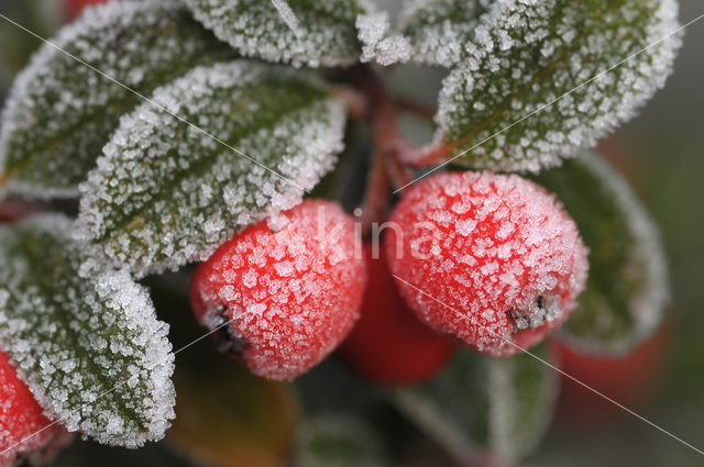 Dwergmispel (Cotoneaster spec.)