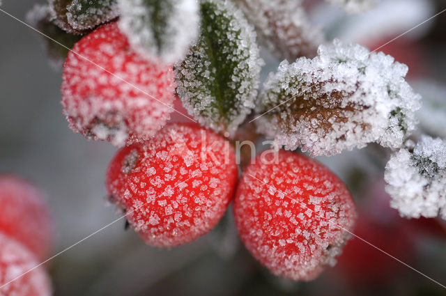 Dwergmispel (Cotoneaster spec.)