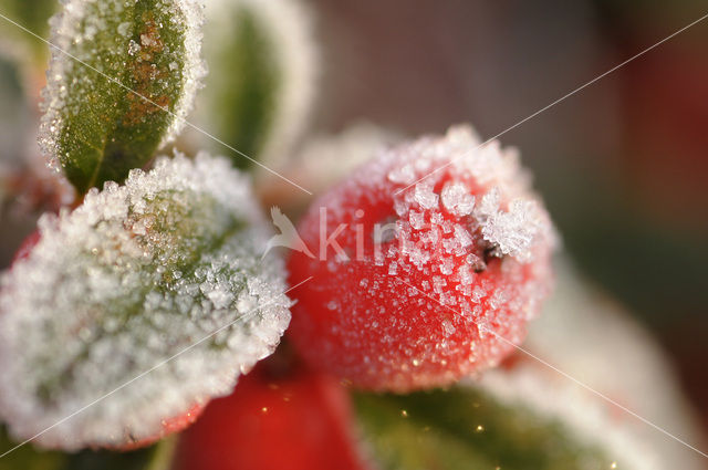 Dwergmispel (Cotoneaster spec.)