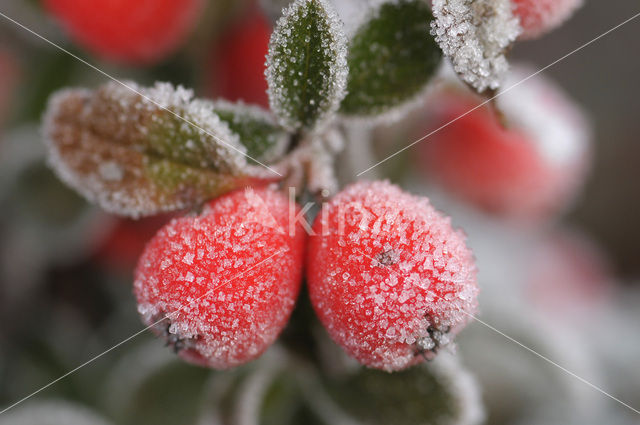 Dwergmispel (Cotoneaster spec.)