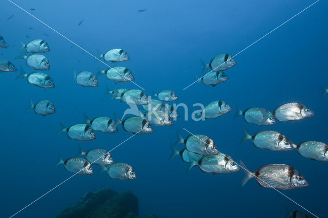 Geringde Zeebrasem (Diplodus vulgaris )