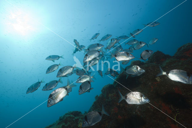 Geringde Zeebrasem (Diplodus vulgaris )