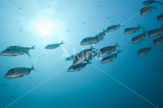 Geringde Zeebrasem (Diplodus vulgaris )