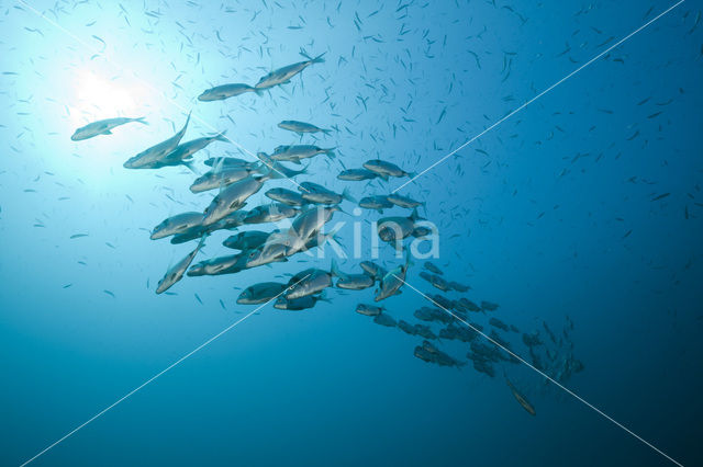 Geringde Zeebrasem (Diplodus vulgaris )