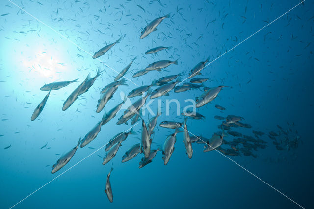 Geringde Zeebrasem (Diplodus vulgaris )