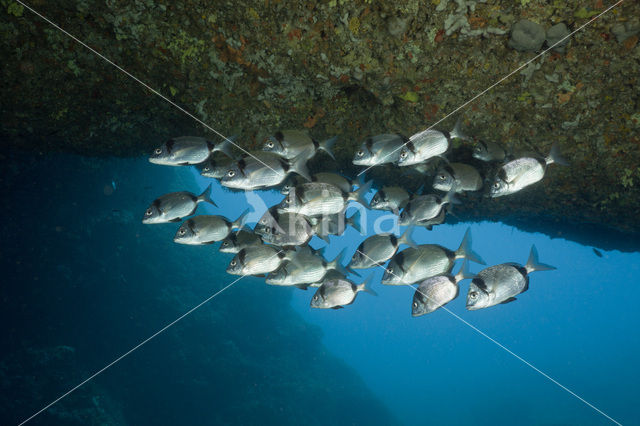 Geringde Zeebrasem (Diplodus vulgaris )