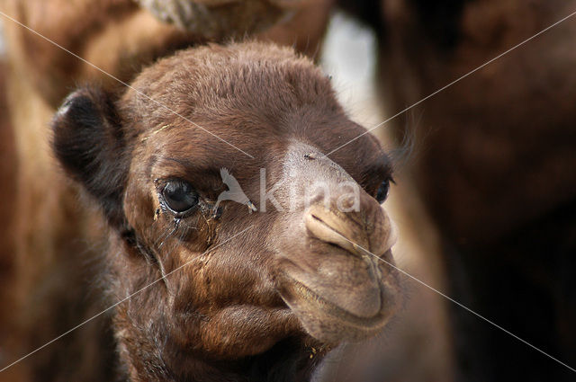 Bactrian Camel