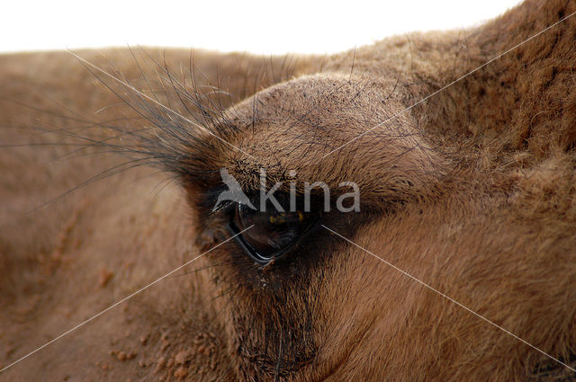 Gewone kameel (Camelus ferus)