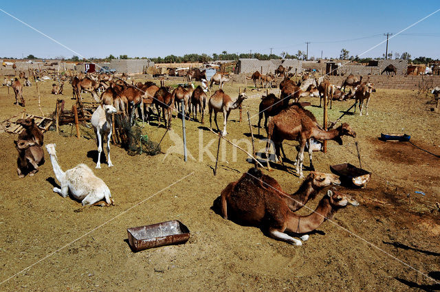 Gewone kameel (Camelus ferus)