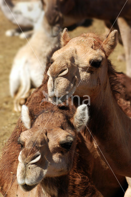 Gewone kameel (Camelus ferus)