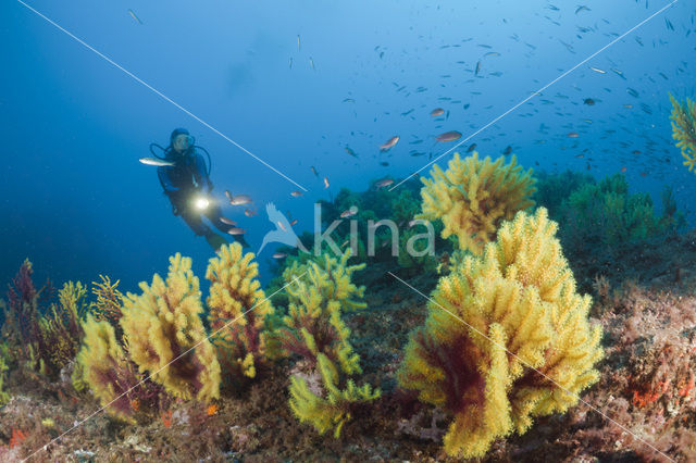 Gorgoon koraal (Paramuricea clavata)