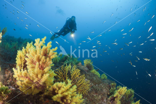 Gorgoon koraal (Paramuricea clavata)