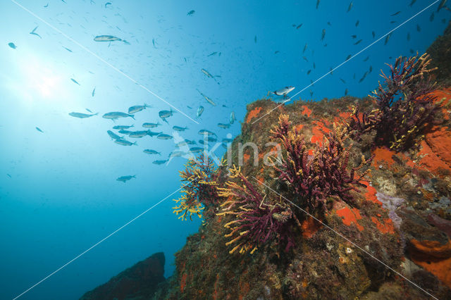 Gorgoon koraal (Paramuricea clavata)